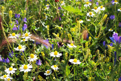 Close-up of purple flowers blooming outdoors