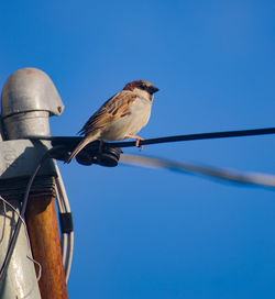 Low angle view of bird perching on cable