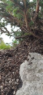 Low angle view of tree trunk in forest