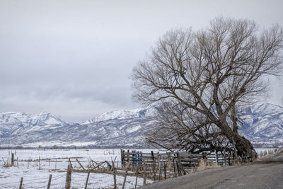 Bare trees on snowcapped mountains against sky