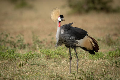 Grey crowned crane perching on land