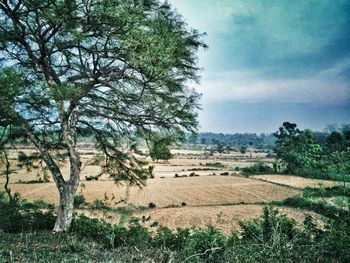 Trees on field against sky