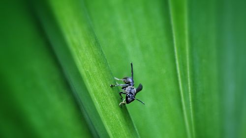 Close-up of insect on wall