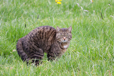 Portrait of a cat lying on grass