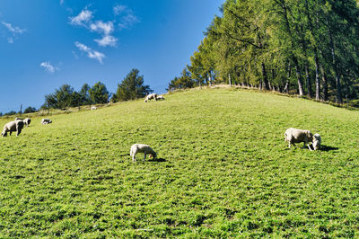 Sheep grazing in a field