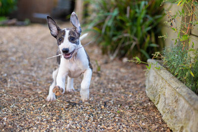 Portrait of dog running on land