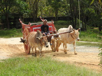 Man sitting on ox cart