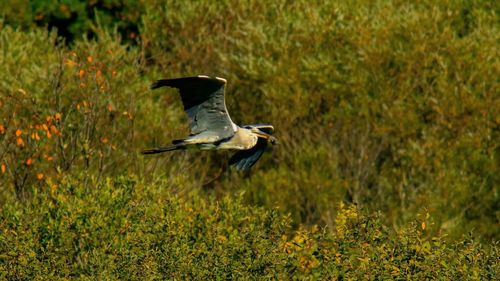 Bird flying over a field