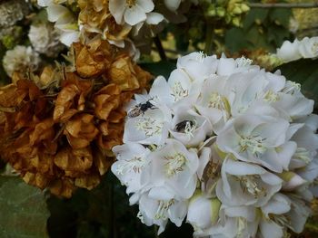 Close-up of hydrangea blooming outdoors