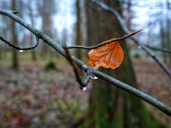 Close-up of dry leaves on branch during autumn