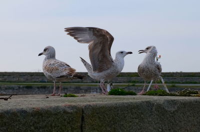 Flock of seagulls on land against clear sky