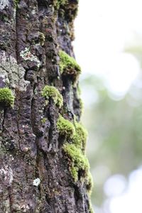 Close-up of moss growing on tree trunk