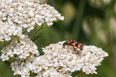 Close-up of butterfly pollinating on flower