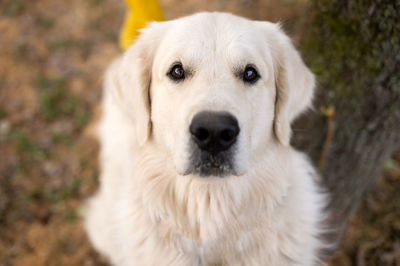 White labrador golden retriever retriever looks into the camera, portrait