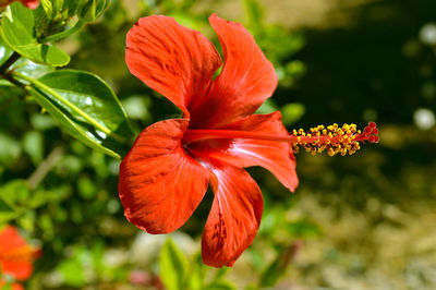 Hibiscus rosa-sinensis red flower head