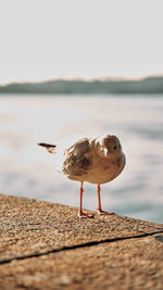 Seagull perching on a beach