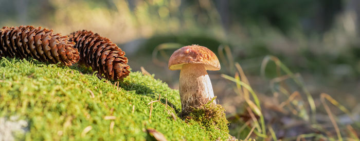 Web banner with porcini mushroom, close-up of autumn forest environmental protection