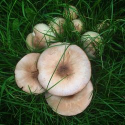 High angle view of mushrooms growing on field