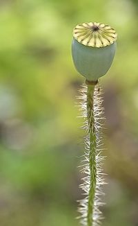 Close-up of plant growing on land