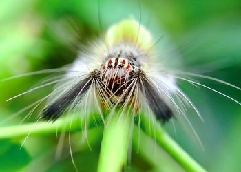 Close-up of honey bee pollinating on flower