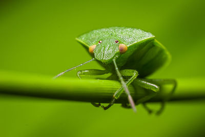 Close-up of insect on leaf