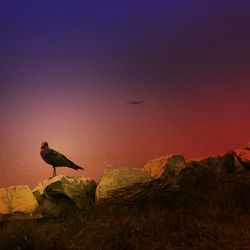 View of birds in water