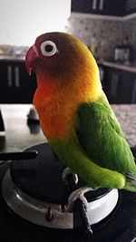Close-up of parrot perching at home