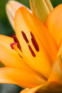 Close-up of orange flower pollen