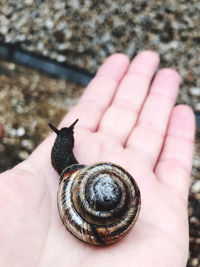 Cropped hand of person holding snail on palm