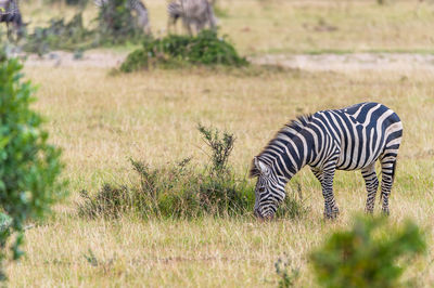 Zebra on field