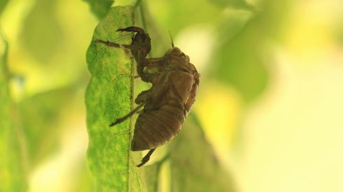 Close-up of grasshopper on leaf