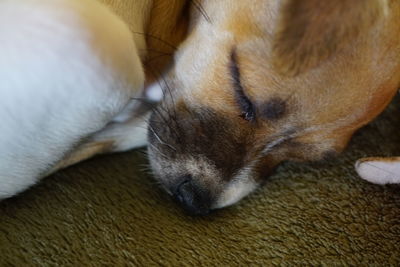 Close-up of dog sleeping at home