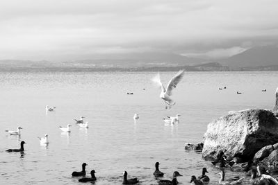 Birds swimming in sea against sky