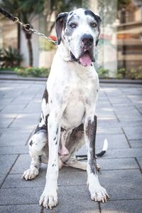 Portrait of dog sitting on footpath