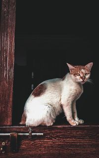 Portrait of cat sitting on table