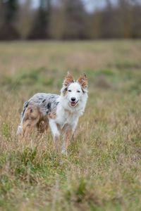 Portrait of dog running on field