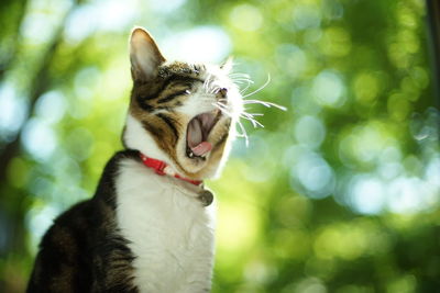 A yawning tabby cat against the background of fresh green