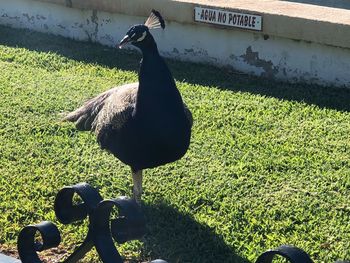 View of a bird on field