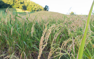 View of stalks in field