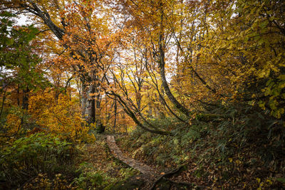 View of trees in forest during autumn