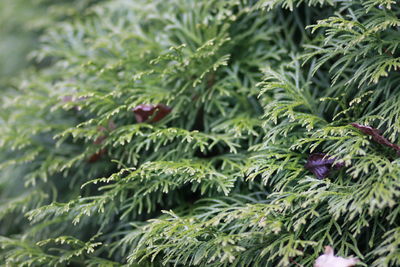 Close-up of fresh green leaves