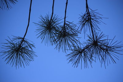 Low angle view of trees against clear blue sky