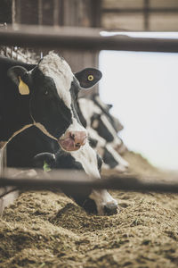 Cows in shed