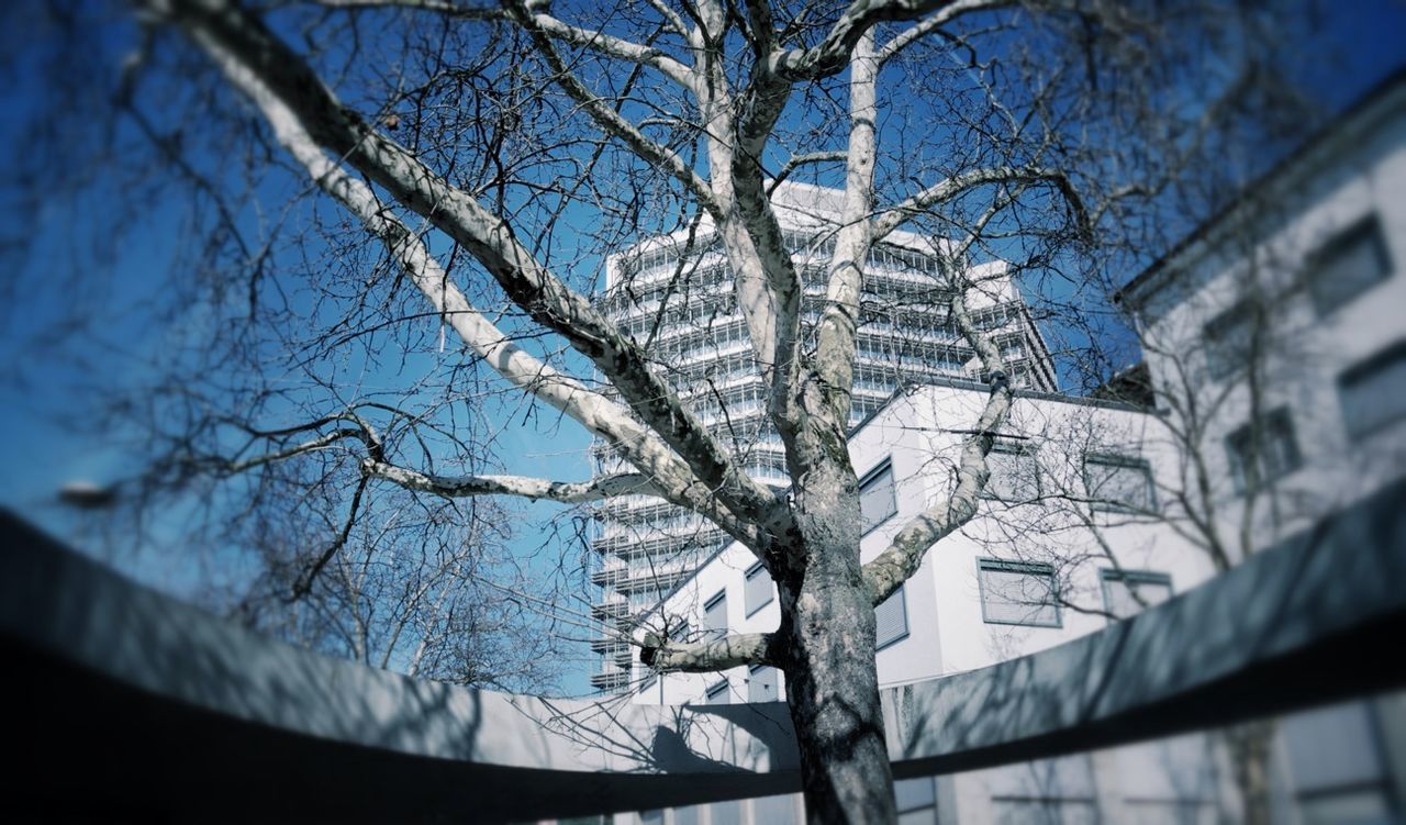 building exterior, architecture, built structure, bare tree, low angle view, branch, blue, tree, city, residential structure, building, sky, residential building, house, day, outdoors, no people, sunlight, residential district, tree trunk