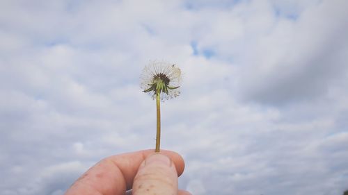 Close-up of hand holding dandelion against sky