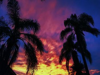 Silhouette of trees during sunset