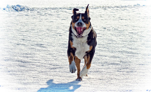 Dog running in snow