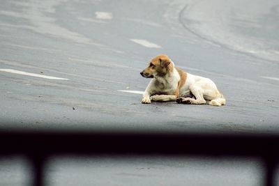 Dog sitting in a city