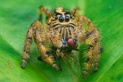 Close-up of spider