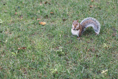 High angle view of squirrel on grassy field